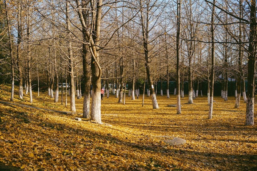Tusentals guldgula höstlöv täcker marken under kala träd i en park.